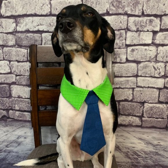 🎉🎉Host Pick🎉🎉 Dog Ties For Sale! - Picture 3 of 9